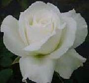 White Realistic Rose